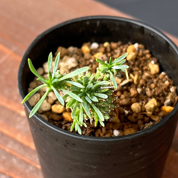 ユーフォルビア:カプトメデューサ 2.5号鉢植え