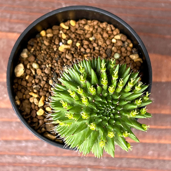 ユーフォルビア:スザンナエ 2.5号鉢植え