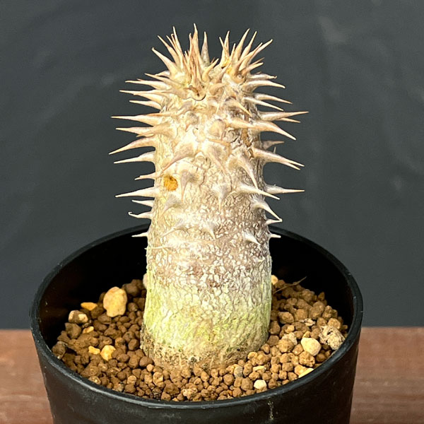 パキポディウム:デンシフローラム(実生)2.5号鉢植え