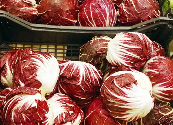 チコリ（トレビス）：キオッジャ3.5号ポット