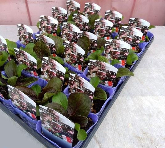 チコリ（トレビス）：キオッジャ3.5号ポット