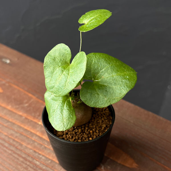 ディオスコレア(亀甲竜):エレファンティペス 2.5号鉢植え