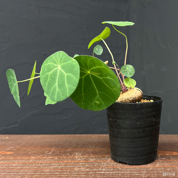 ステファニア：エレクタ 2.5号鉢植え