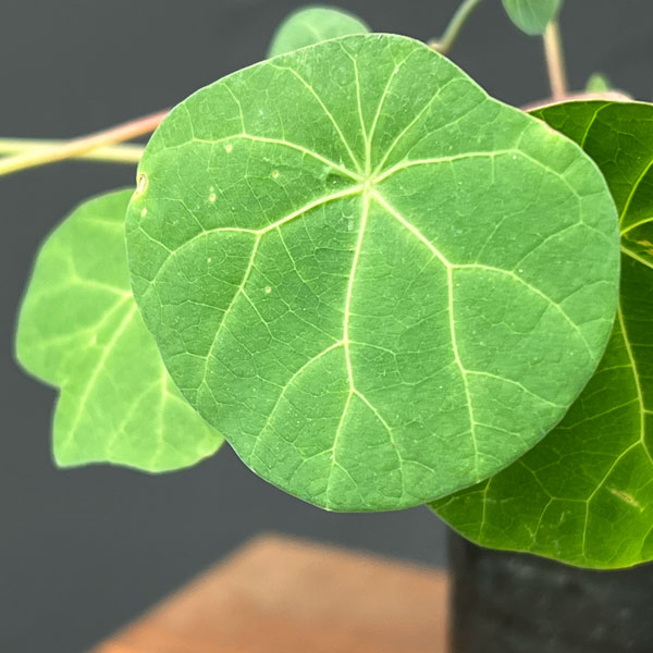 ステファニア：エレクタ 2.5号鉢植え