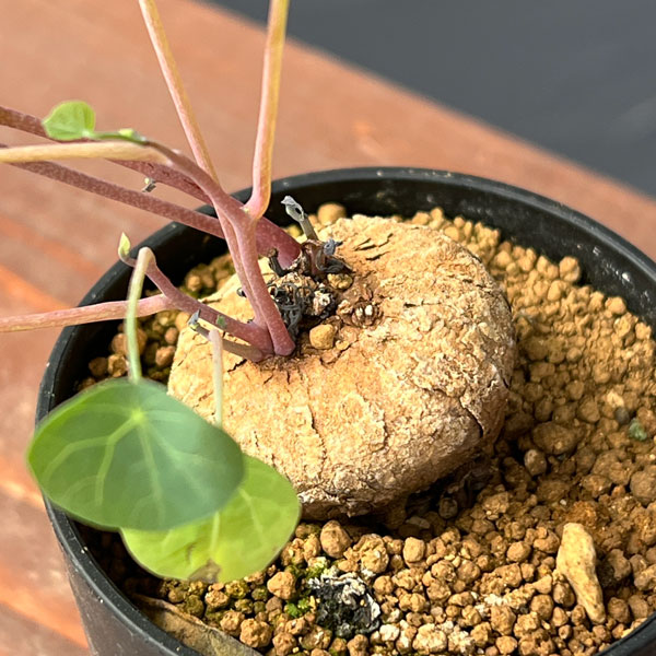 ステファニア：エレクタ 2.5号鉢植え