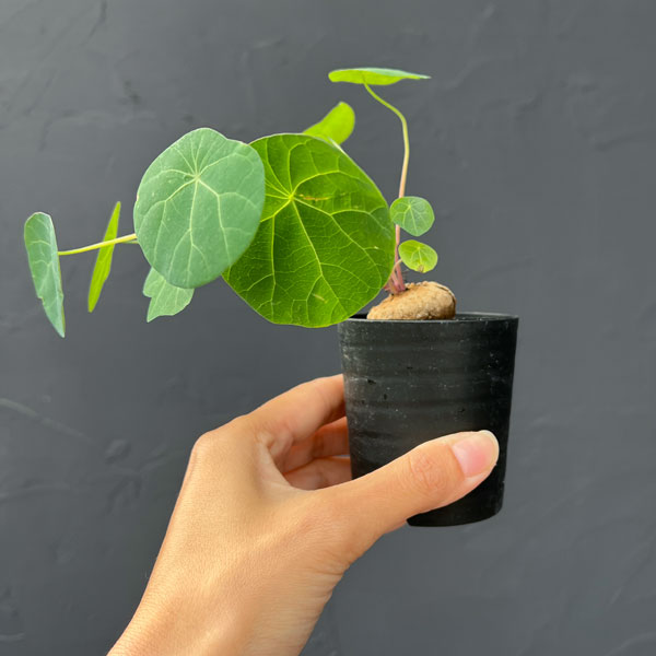 ステファニア：エレクタ 2.5号鉢植え