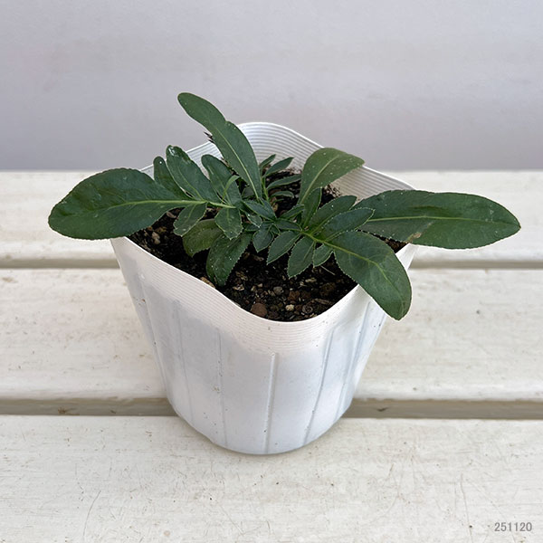 セントーレア：ルゼニカ 3.5号ポット