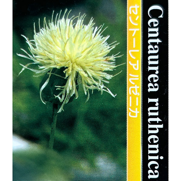 セントーレア：ルゼニカ 3.5号ポット