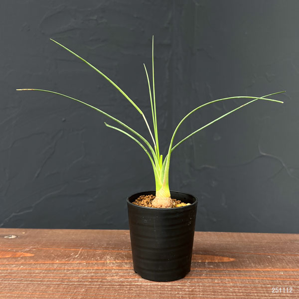 カリバナス:フーケリー 2.5号鉢植え