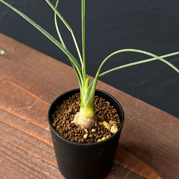 カリバナス:フーケリー 2.5号鉢植え