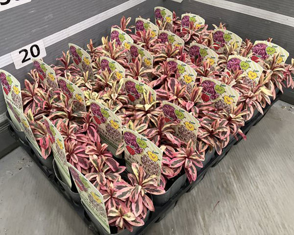 ユーフォルビア：アップルカラーリーフ3号ポット