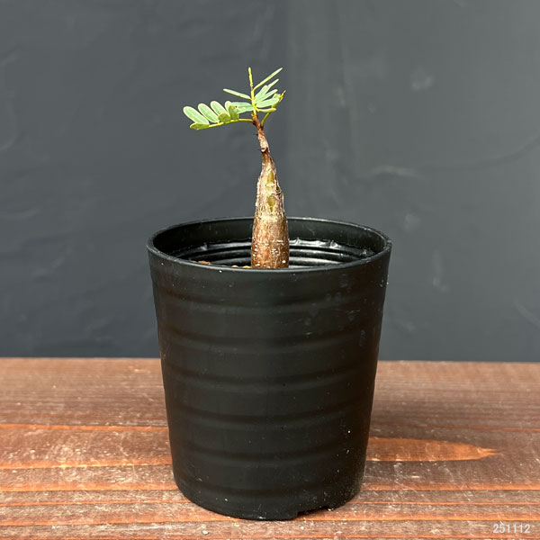 センナ:メリディオナリス(実生)2.5号鉢