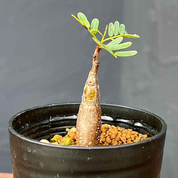 センナ:メリディオナリス(実生)2.5号鉢