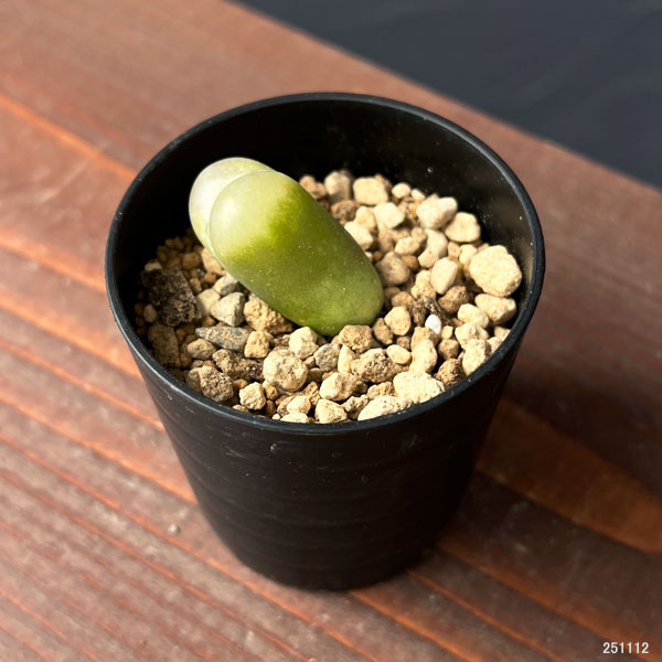 コノフィツム:マウガニー 2.5号鉢植え