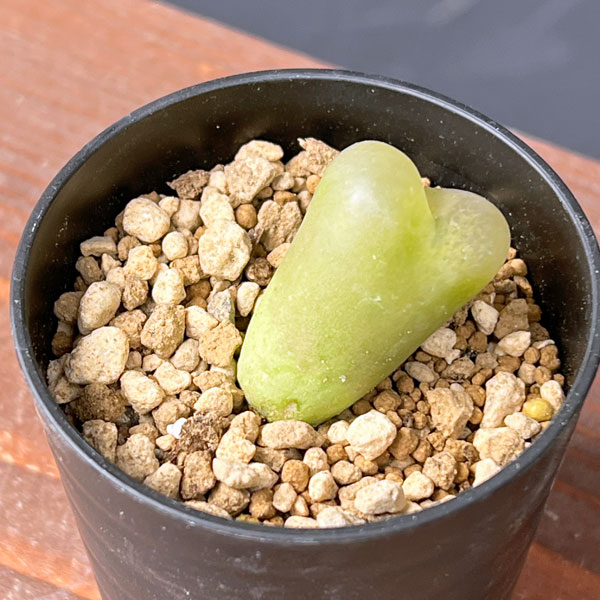 コノフィツム:マウガニー 2.5号鉢植え