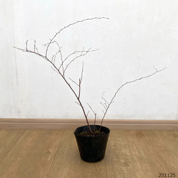 コデマリ:ブライダルリース4号ポット