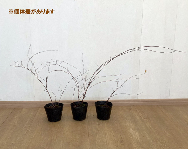 コデマリ:ブライダルリース4号ポット