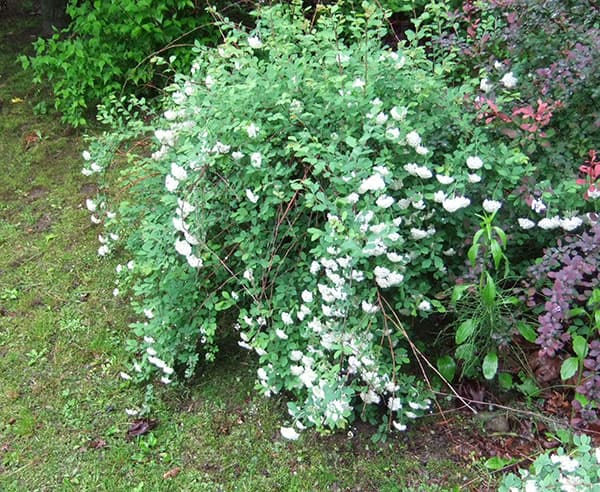 コデマリ：ブライダルリース5号ポット