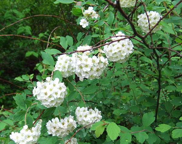 コデマリ：ブライダルリース5号ポット