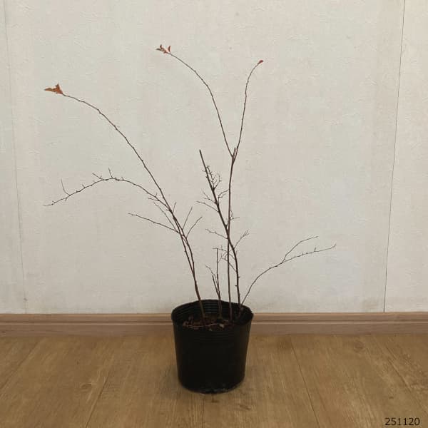 コデマリ:ブライダルリース5号ポット