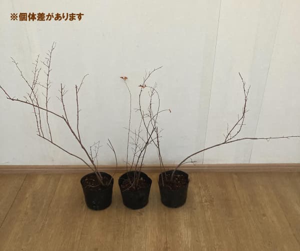 コデマリ:ブライダルリース5号ポット