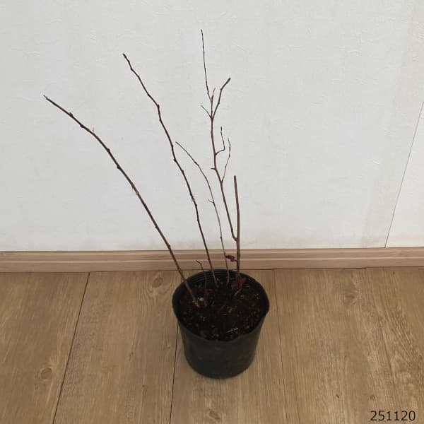 テマリシモツケ：アンバージュビリー5号ポット