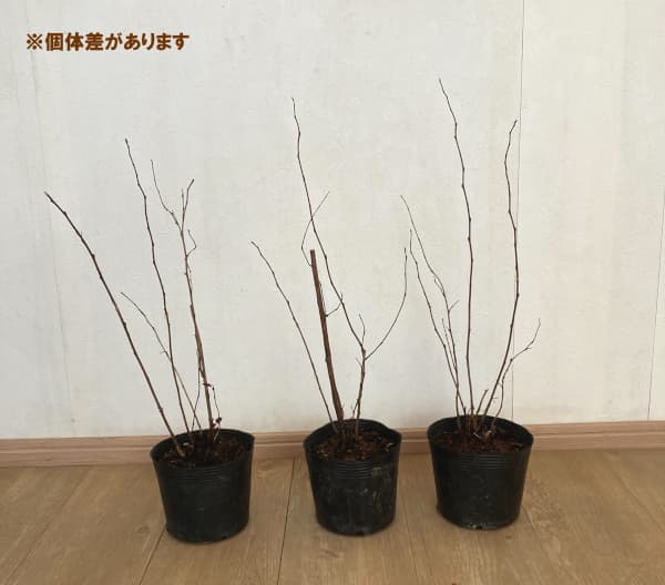 テマリシモツケ：アンバージュビリー5号ポット