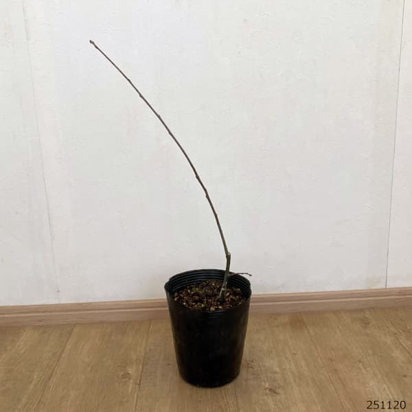 ノーザンピンオーク6号ポット