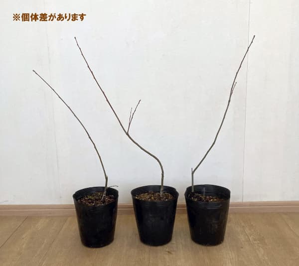 ノーザンピンオーク6号ポット