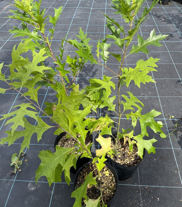 ノーザンピンオーク6号ポット