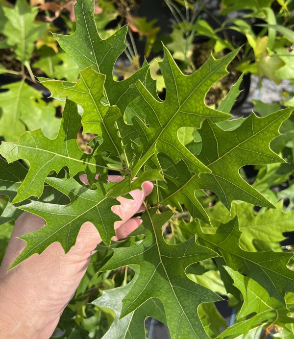 ノーザンピンオーク6号ポット