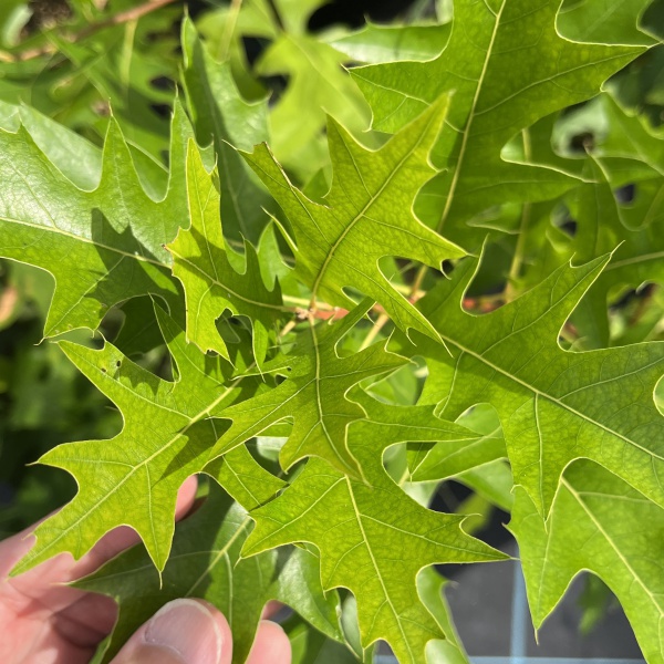 ノーザンピンオーク6号ポット