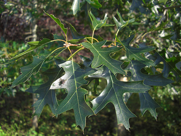 ノーザンピンオーク6号ポット