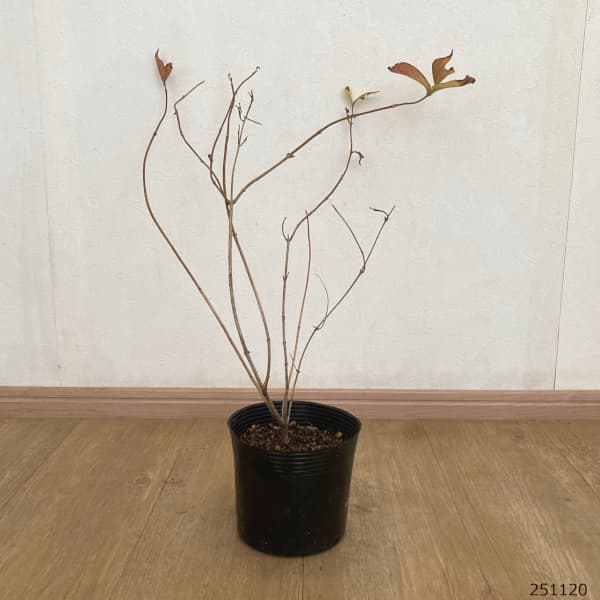 オオベニウツギ：カーナバル（コータロール）5号ポット