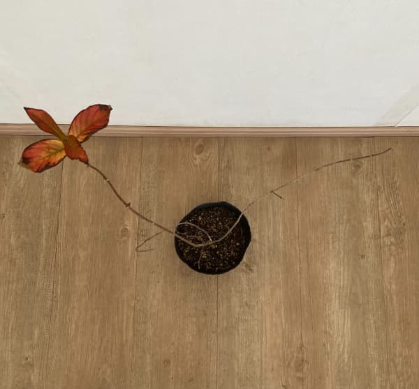 オオベニウツギ：カーナバル（コータロール）5号ポット