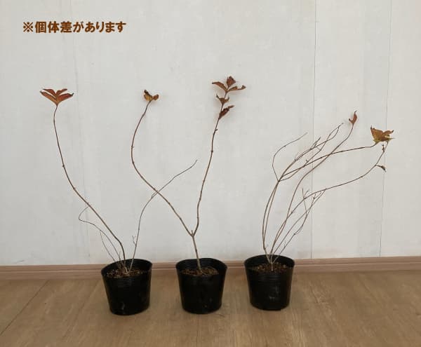 オオベニウツギ：カーナバル（コータロール）5号ポット