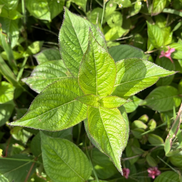 オオベニウツギ：カーナバル（コータロール）5号ポット