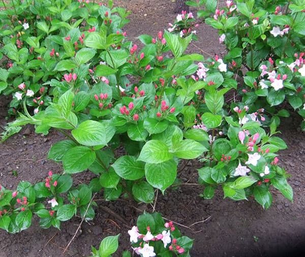 タニウツギ(オオベニウツギ):カーナバル(コータロール)5号ポット