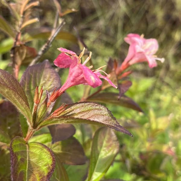 タニウツギ(オオベニウツギ):カーナバル(コータロール)5号ポット