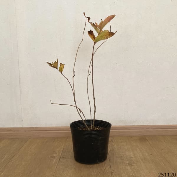 オオベニウツギ：オリンピアード（ブライアント ルビドール）5号ポット