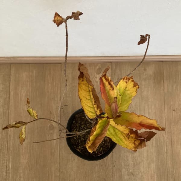 オオベニウツギ：オリンピアード（ブライアント ルビドール）5号ポット