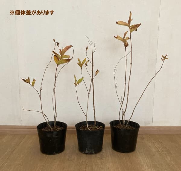 オオベニウツギ：オリンピアード（ブライアント ルビドール）5号ポット