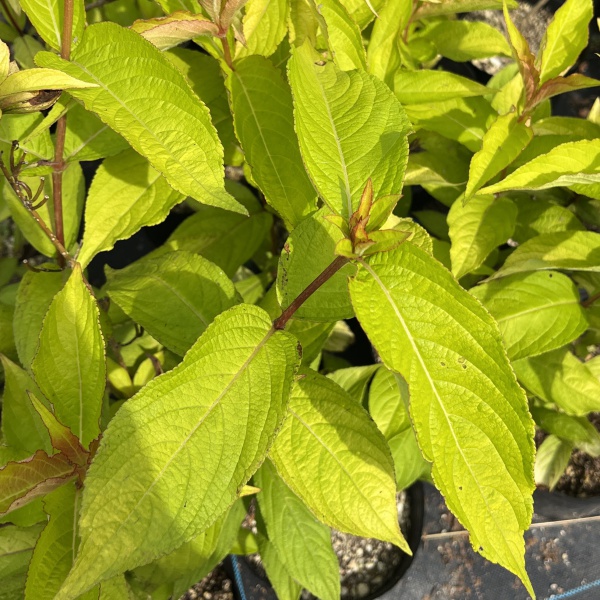 オオベニウツギ：オリンピアード（ブライアント ルビドール）5号ポット