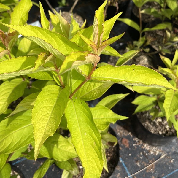 オオベニウツギ：オリンピアード（ブライアント ルビドール）5号ポット