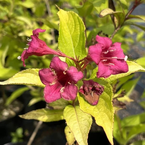 タニウツギ(オオベニウツギ):オリンピアード(ブライアント ルビドール)5号ポット