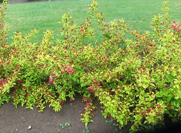 タニウツギ(オオベニウツギ):オリンピアード(ブライアント ルビドール)5号ポット