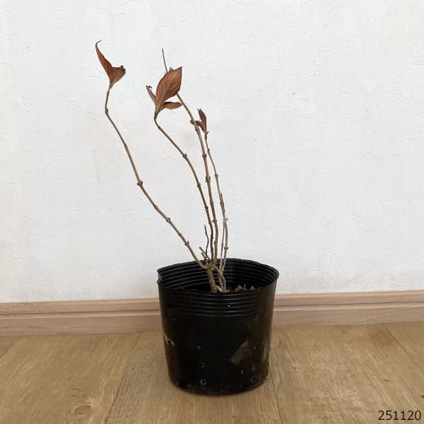 オオベニウツギ：ブラックアンドホワイト5号ポット