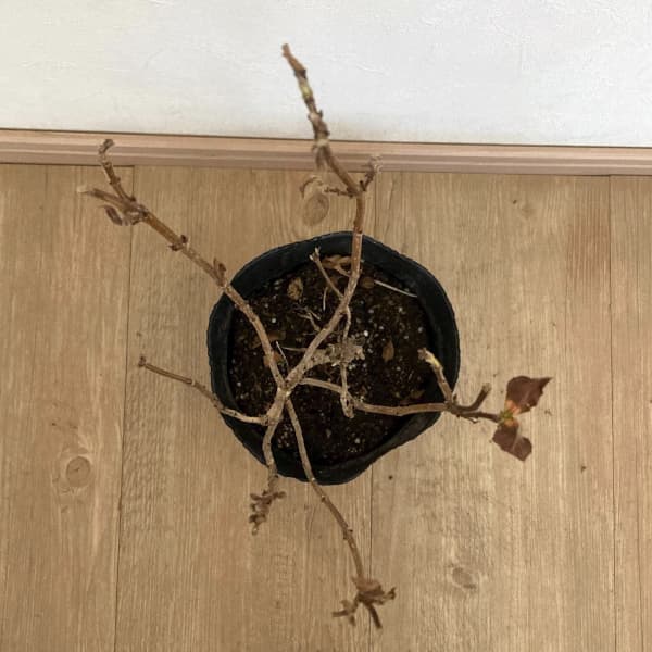 オオベニウツギ：ブラックアンドホワイト5号ポット