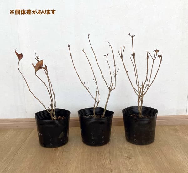 オオベニウツギ：ブラックアンドホワイト5号ポット