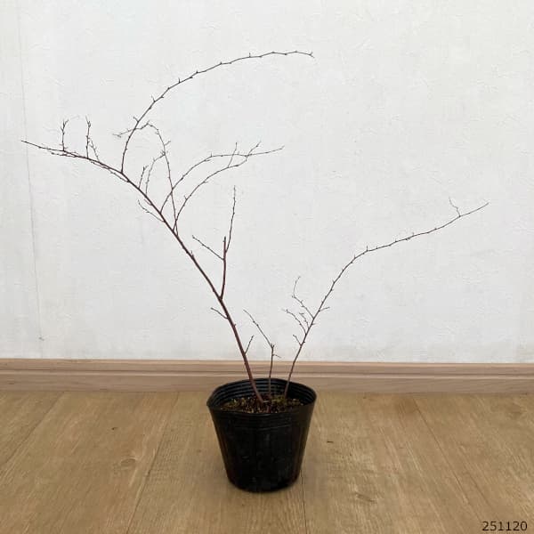 ヒメウツギ:ダンカン5号ポット